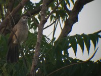 Brown Babbler (Turdoides plebejus)