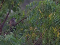Brown Babbler (Turdoides plebejus)