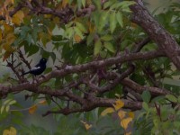 White-shouldered Black Tit (Melaniparus guineensis)