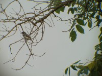 Senegal Batis (Batis senegalensis)