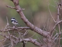 Senegal Batis (Batis senegalensis)