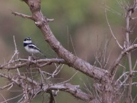 Senegal Batis (Batis senegalensis)