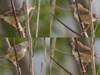 Croaking Cisticola (Cisticola natalensis)