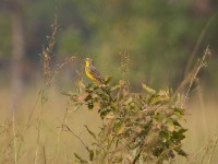 Yellow-throated Longclaw (Macronyx croceus)