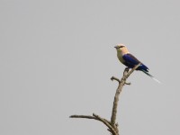 Blue-bellied Roller (Coracias cyanogaster)