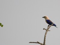 Blue-bellied Roller (Coracias cyanogaster)