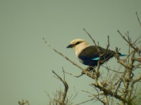 Blue-bellied Roller (Coracias cyanogaster)