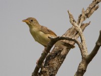 Croaking Cisticola (Cisticola natalensis)