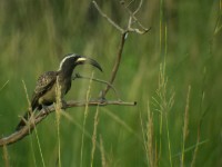 African Grey Hornbill (Lophoceros nasutus)