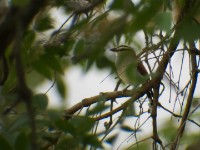 Black-crowned Tchagra (Tchagra senegalus)
