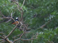White-crowned Cliff Chat (Thamnolaea coronata)