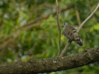 Black-billed Wood Dove (Turtur abyssinicus)