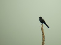 Northern Black Flycatcher (Melaenornis edolioides)