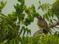 Klaas's Cuckoo (Chrysococcyx klaas)