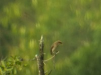 Yellow-billed Shrike (Corvinella corvina)