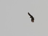 African Harrier-Hawk (Polyboroides typus)