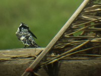 Pied Kingfisher (Ceryle rudis)