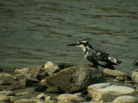 Pied Kingfisher (Ceryle rudis)