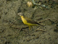 Western Yellow Wagtail (Motacilla flava)