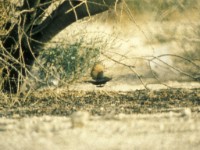 Black Scrub Robin (Cercotrichas podobe) Eilat April 1990