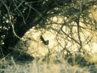 Black Scrub Robin (Cercotrichas podobe) Eilat April 1990