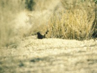 Black Scrub Robin (Cercotrichas podobe) Eilat April 1990