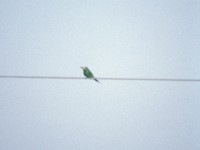 Blue-cheeked Bee-eater (Merops persicus) Eilat April 1990