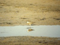 Caspian Plover (Charadrius asiaticus) Eilat April 1990