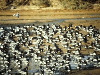 White-winged Tern (Chlidonias leucopterus) Eilat April 1990
