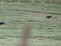 Southern Bald Ibis (Geronticus calvus)