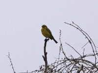 Brimstone Canary (Crithagra sulphurata)