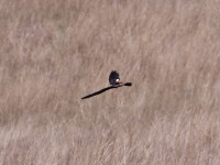 Long-tailed Widowbird (Euplectes progne)