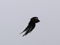 Long-tailed Widowbird (Euplectes progne)