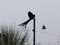 Long-tailed Widowbird (Euplectes progne)