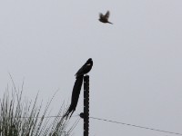 Long-tailed Widowbird (Euplectes progne)