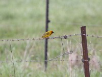 Cape Weaver (Ploceus capensis)