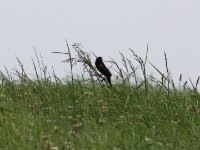Fan-tailed Widowbird (Euplectes axillaris)
