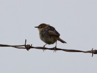 Levaillant's Cisticola (Cisticola tinniens)