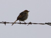 Levaillant's Cisticola (Cisticola tinniens)