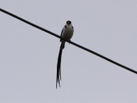 Pin-tailed Whydah (Vidua macroura)