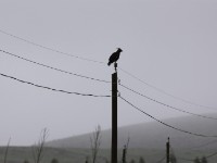 Crested Eagle (Morphnus guianensis)