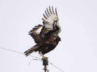 Crested Eagle (Morphnus guianensis)