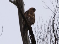 Common Buzzard (Buteo buteo vulpinus)