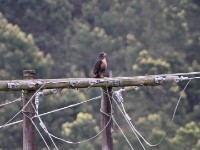 Jackal Buzzard (Buteo rufofuscus)