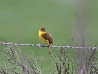African Yellow Warbler (Iduna natalensis)