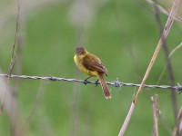 African Yellow Warbler (Iduna natalensis)