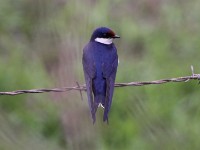 White-throated Swallow (Hirundo albigularis)