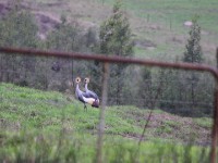 Grey Crowned Crane (Balearica regulorum)