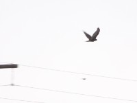 Black Sparrowhawk (Accipiter melanoleucus)