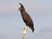 Crested Eagle (Morphnus guianensis)